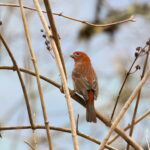 Crimson-browed Finch (image by Hannu Jännes)