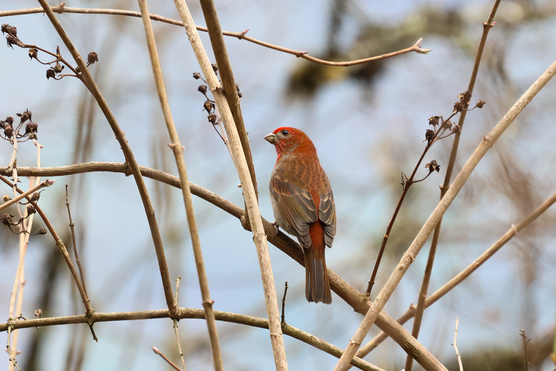 Crimson-browed Finch (image by Hannu Jännes)