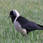Daurian Jackdaw (image by Hannu Jännes)