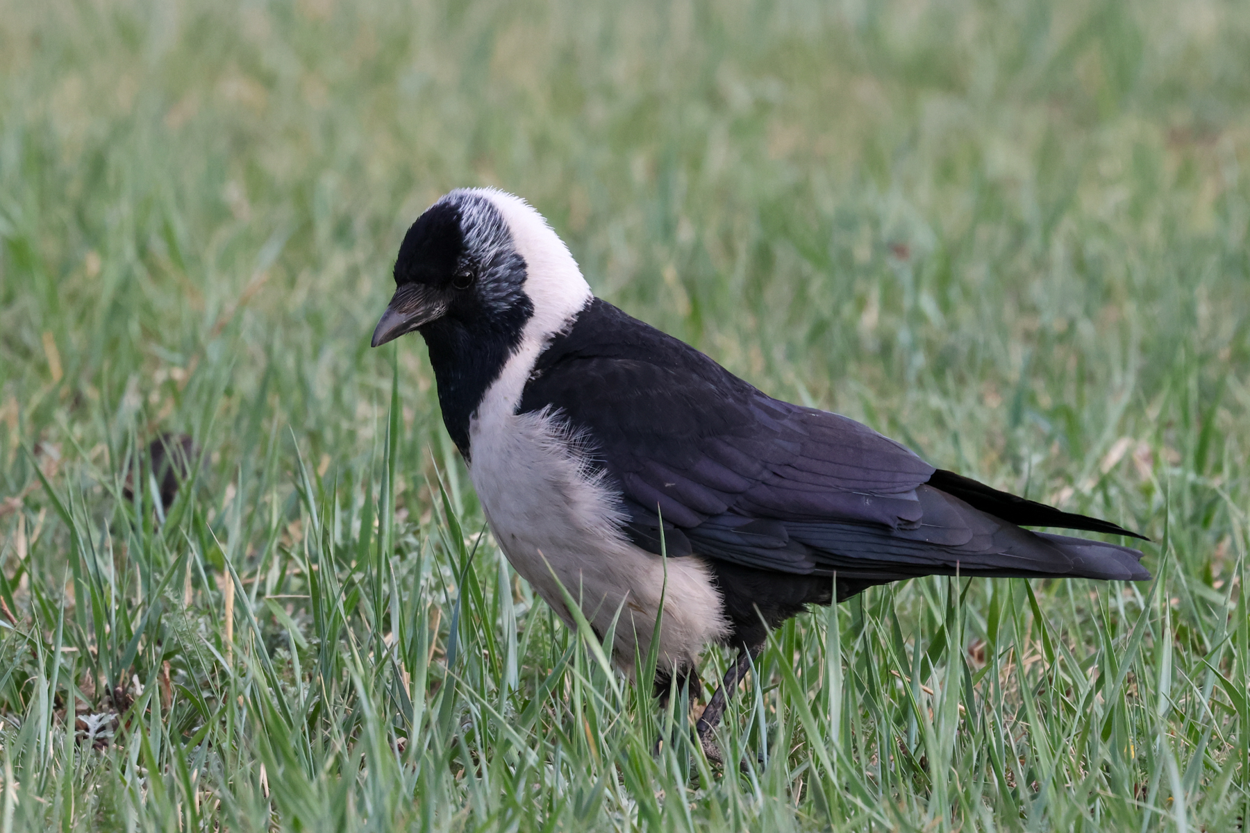 Daurian Jackdaw (image by Hannu Jännes)