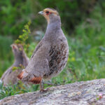 Daurian Partridge (image by Hannu Jännes)