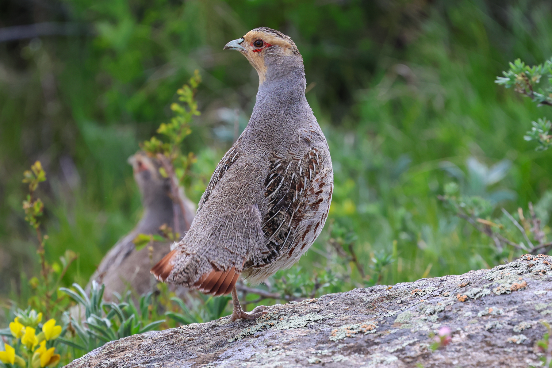 Daurian Partridge (image by Hannu Jännes)