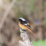 Daurian Redstart (image by Hannu Jännes)