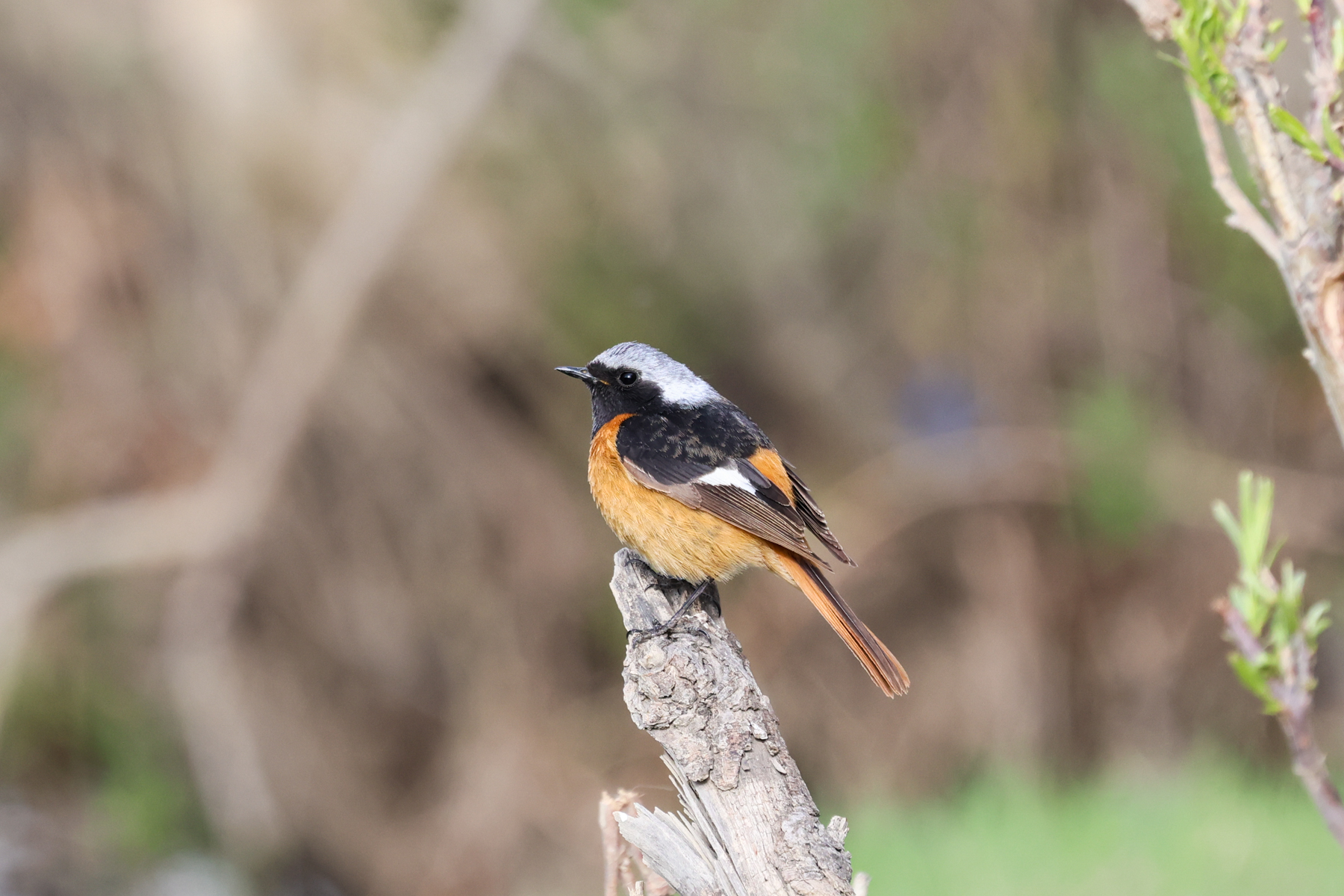 Daurian Redstart (image by Hannu Jännes)