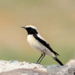 Desert Wheatear (image by Hannu Jännes)