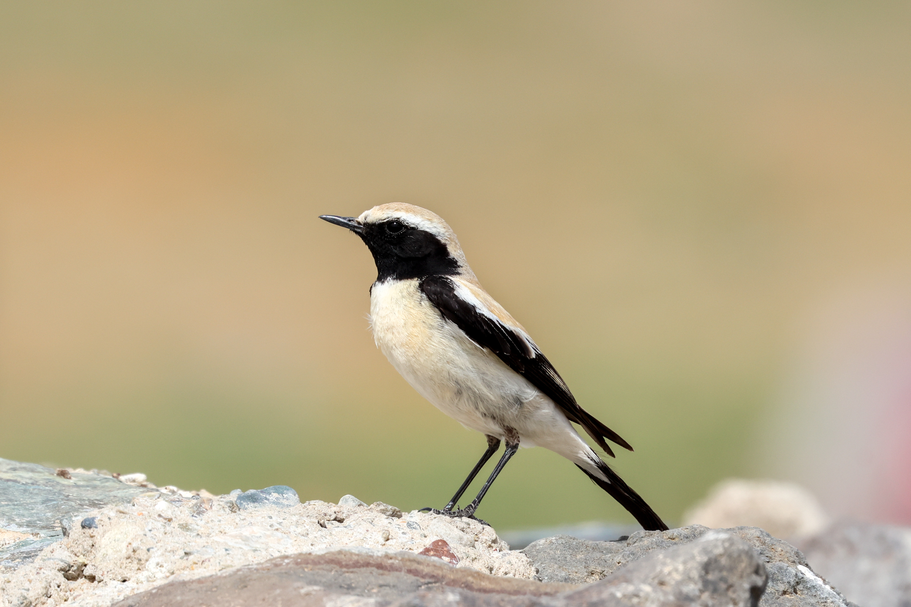Desert Wheatear (image by Hannu Jännes)