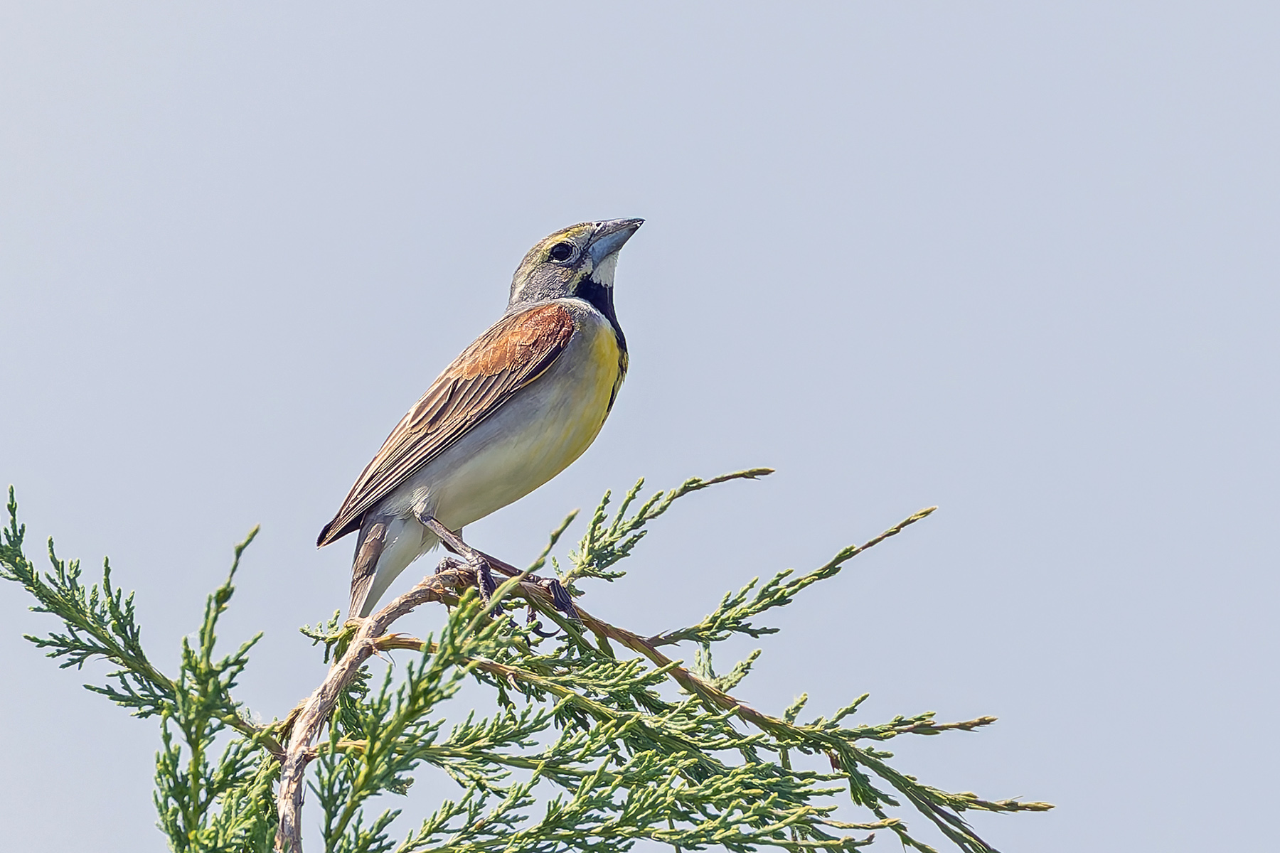 Dickcissel (image by Pete Morris)