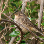 Dusky Warbler (image by Hannu Jännes)