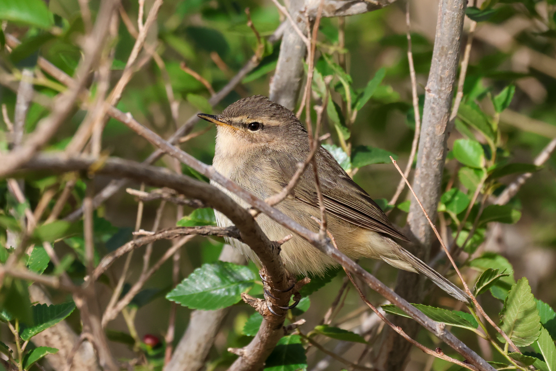 Dusky Warbler (image by Hannu Jännes)