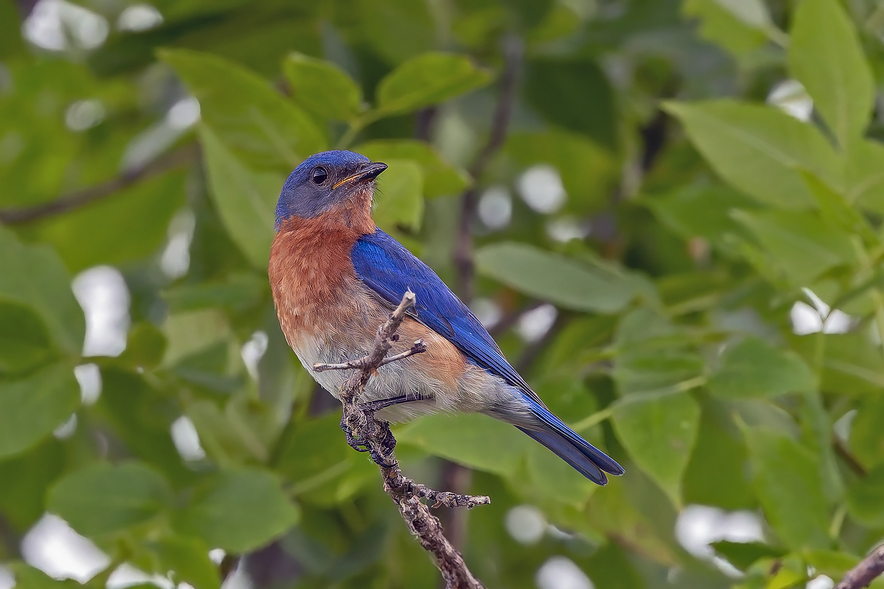 Eastern Bluebird (image by Pete Morris)