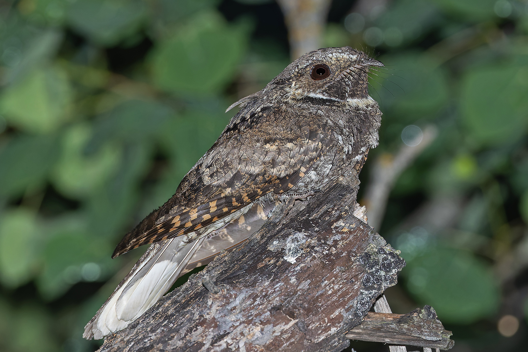 Eastern Whip-poor-will (image by Pete Morris)