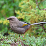 Elliot's Laughingthrush (image by Hannu Jännes)