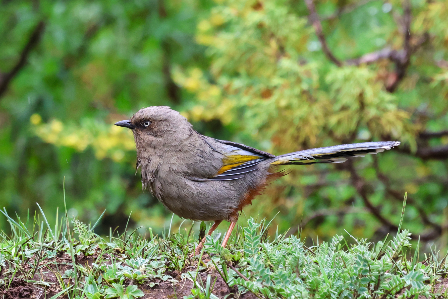 Elliot's Laughingthrush (image by Hannu Jännes)
