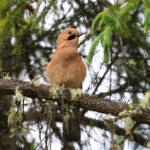 Eurasian Jay (image by Hannu Jännes)