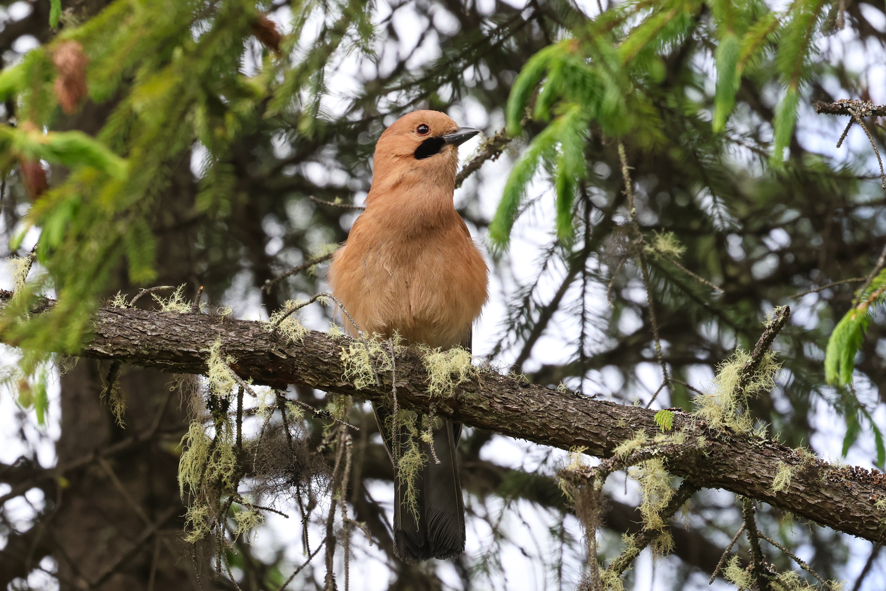Eurasian Jay (image by Hannu Jännes)