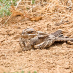 Eurasian Nightjar (image by Hannu Jännes)