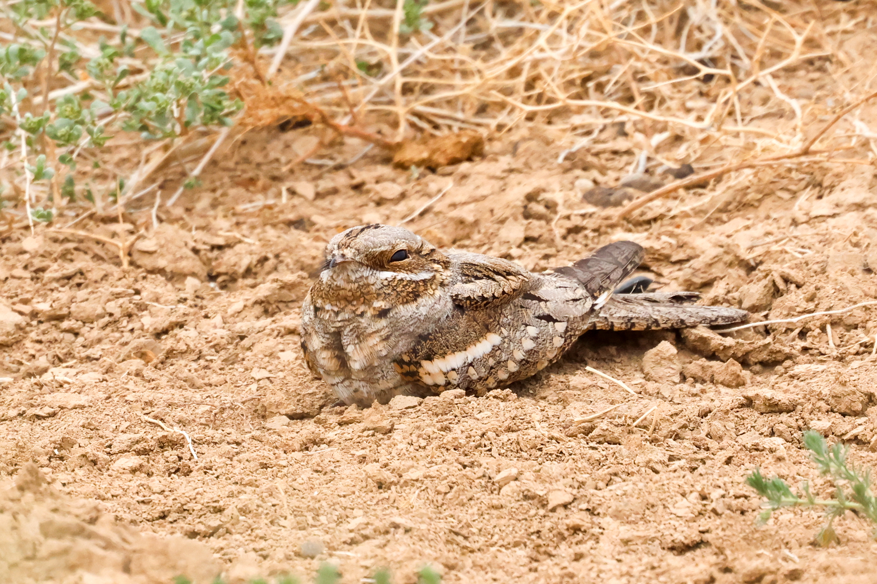 Eurasian Nightjar (image by Hannu Jännes)
