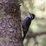 Eurasian Three-toed Woodpecker (image by Hannu Jännes)