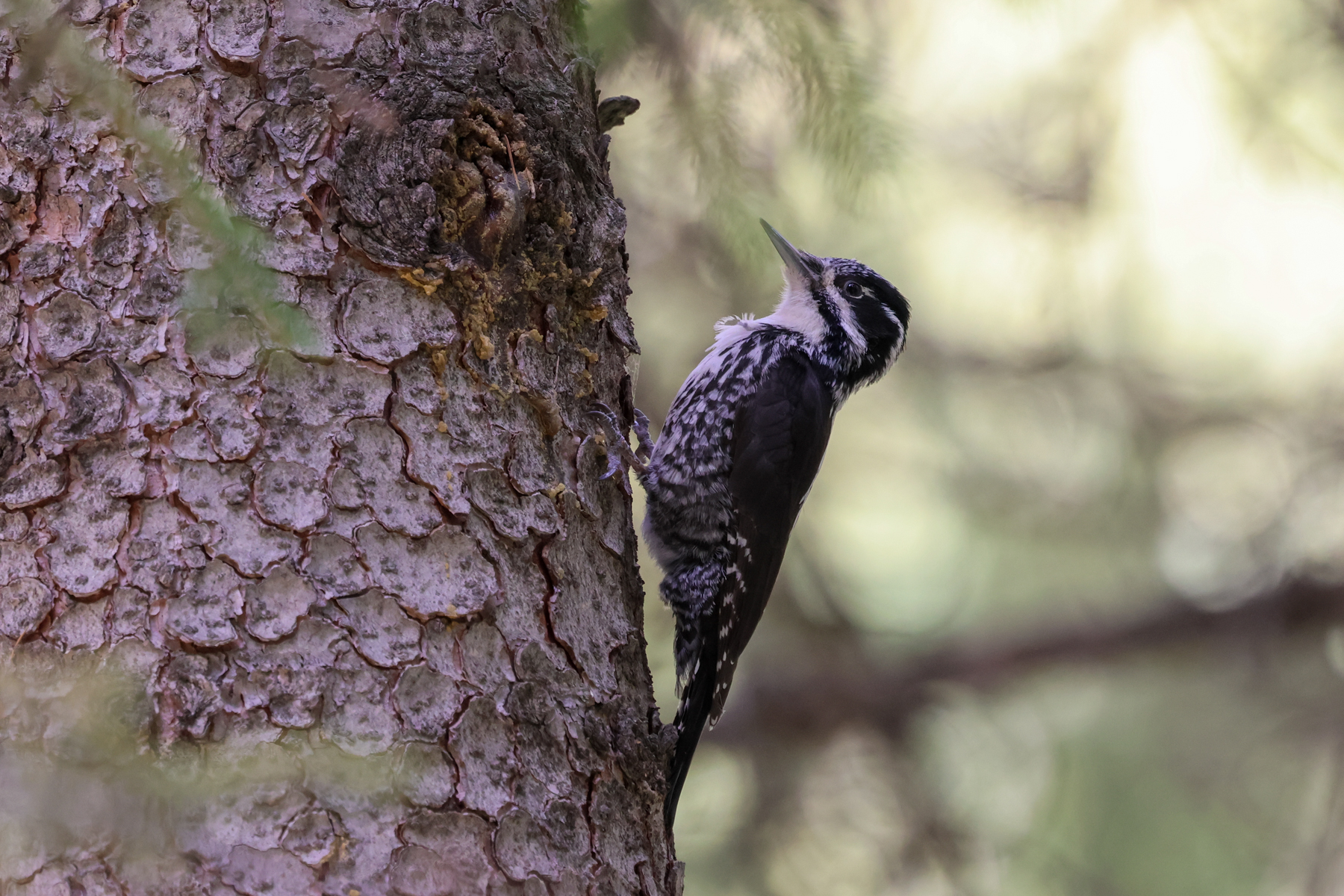 Eurasian Three-toed Woodpecker (image by Hannu Jännes)