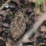 Eurasian Woodcock (image by Hannu Jännes)