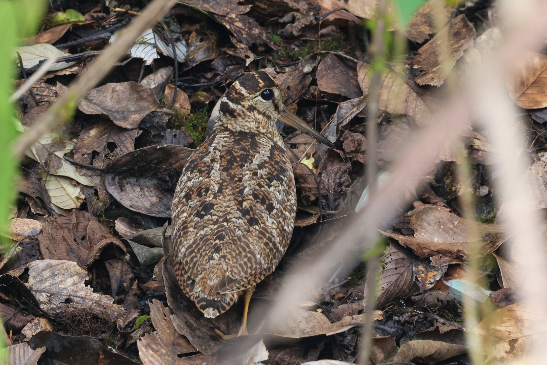 Eurasian Woodcock (image by Hannu Jännes)