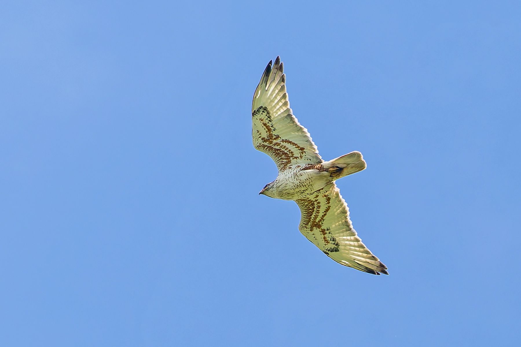 Ferruginous Hawk (image by Pete Morris)
