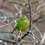 Fire-tailed Myzornis (image by Hannu Jännes)