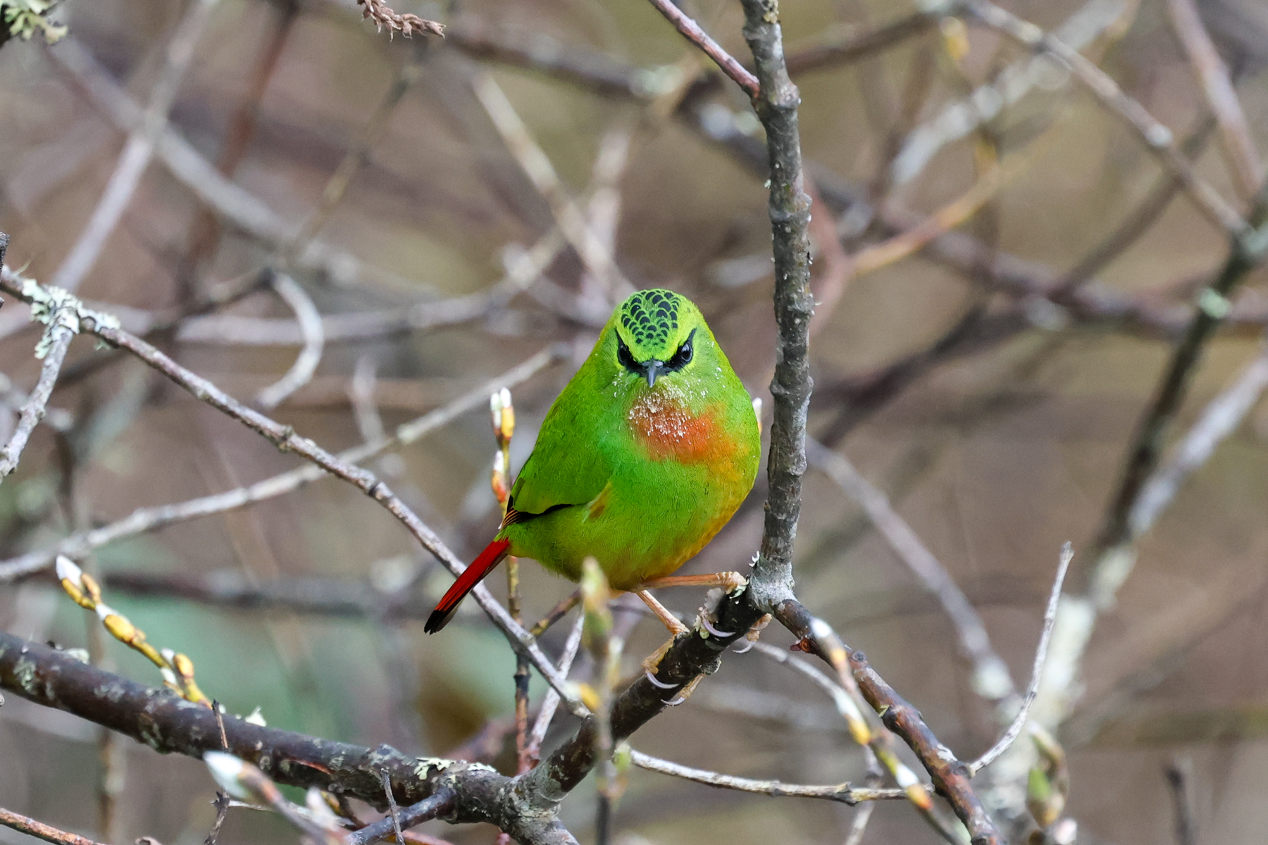 Fire-tailed Myzornis (image by Hannu Jännes)