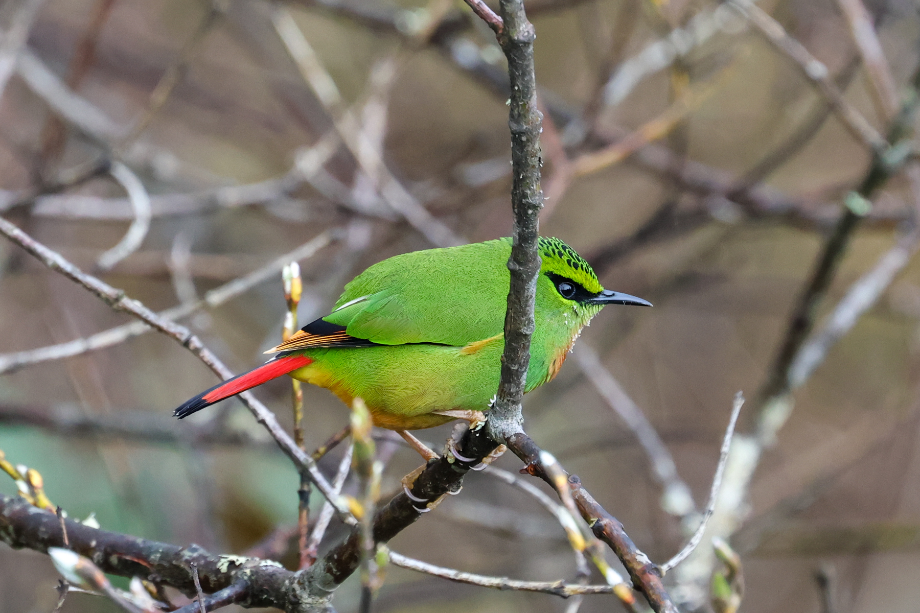 Fire-tailed Myzornis (image by Hannu Jännes)