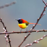 Fire-tailed Sunbird (image by Hannu Jännes)