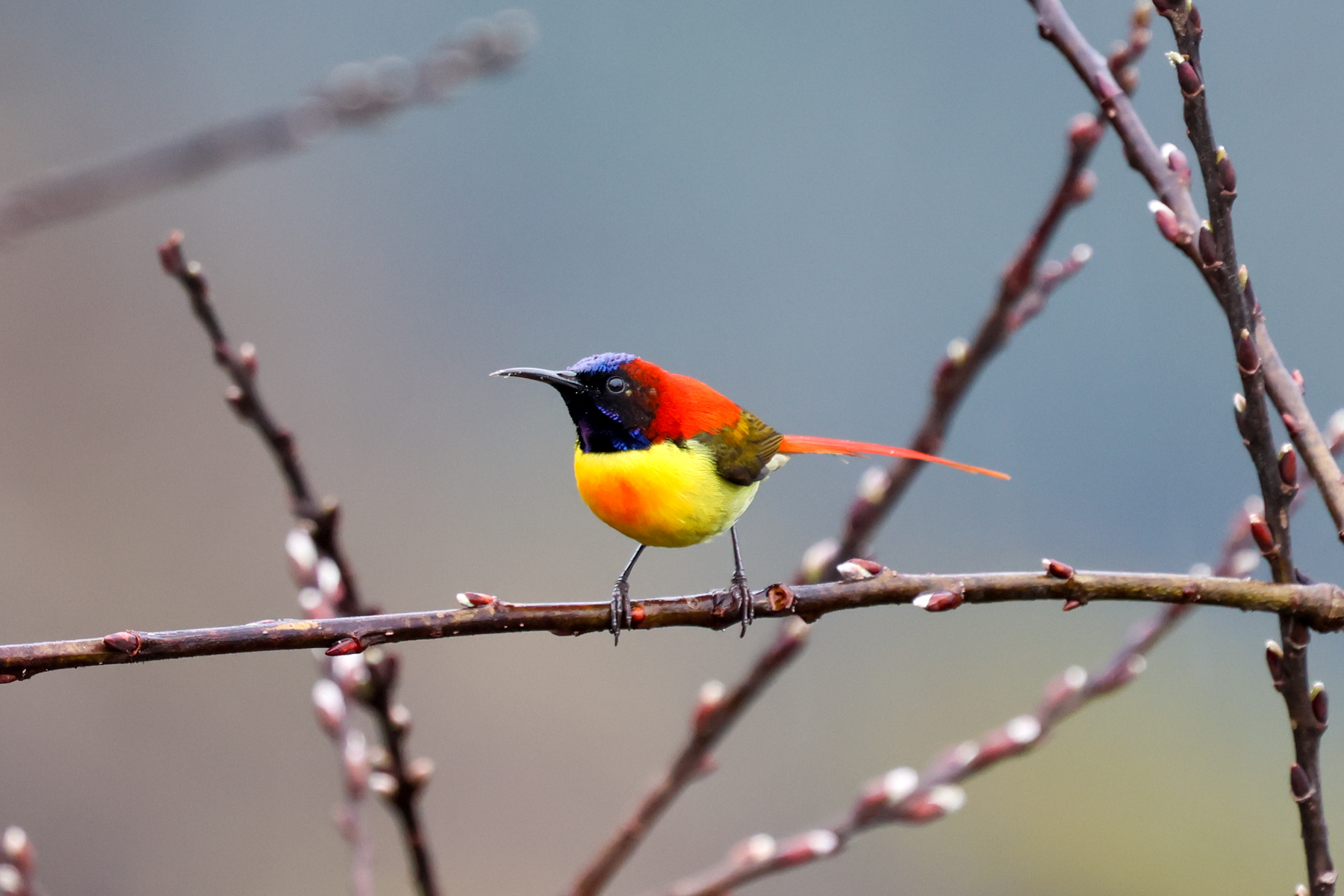 Fire-tailed Sunbird (image by Hannu Jännes)