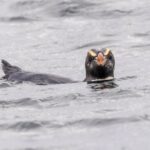 Fjordland Penguin (image by Jeffrey Higgott)
