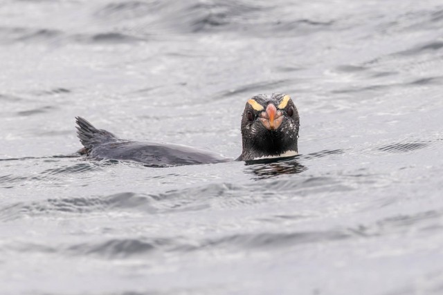 Fjordland Penguin (image by Jeffrey Higgott)