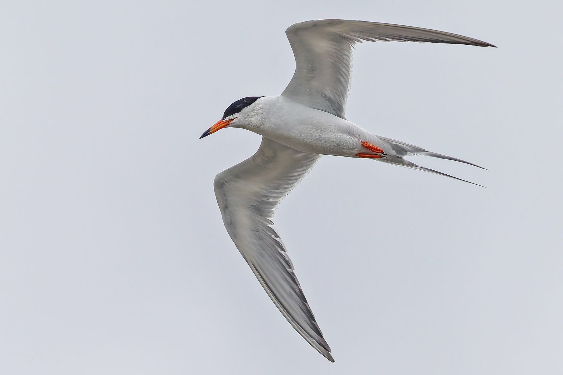 Forster's Tern (image by Pete Morris)