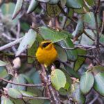 Golden Bush Robin (image by Hannu Jännes)