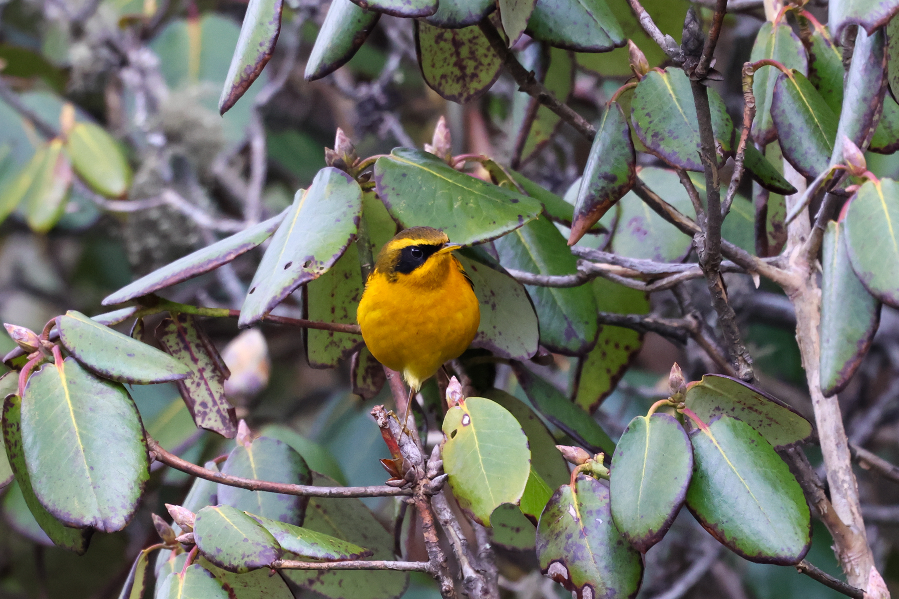 Golden Bush Robin (image by Hannu Jännes)