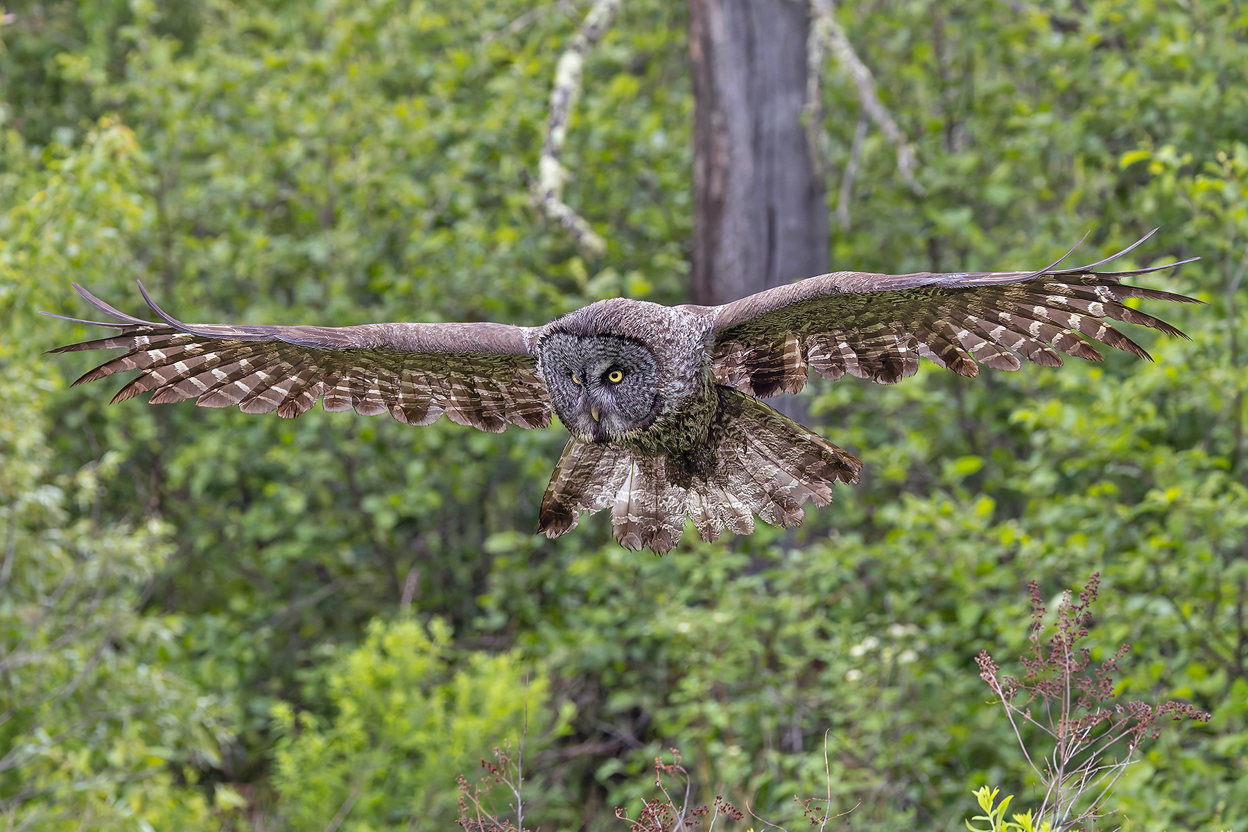 Great Grey Owl (image by Pete Morris)