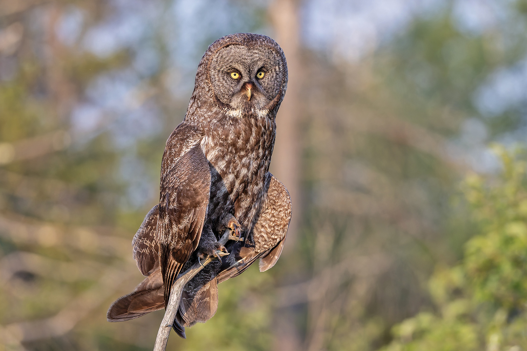 Great Grey Owl (image by Pete Morris)