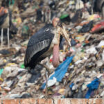 Greater Adjutant (image by Hannu Jännes)