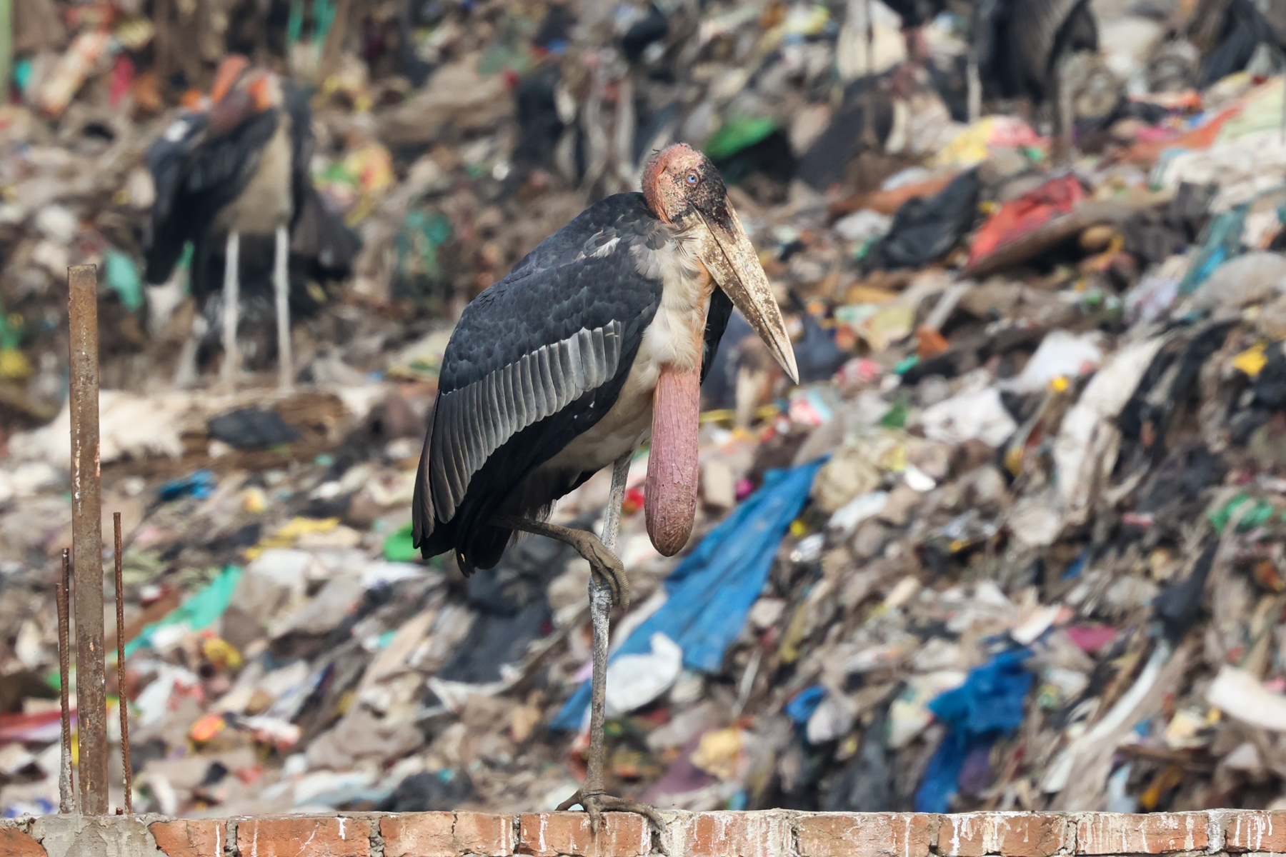 Greater Adjutant (image by Hannu Jännes)