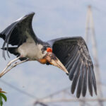 Greater Adjutant (image by Hannu Jännes)