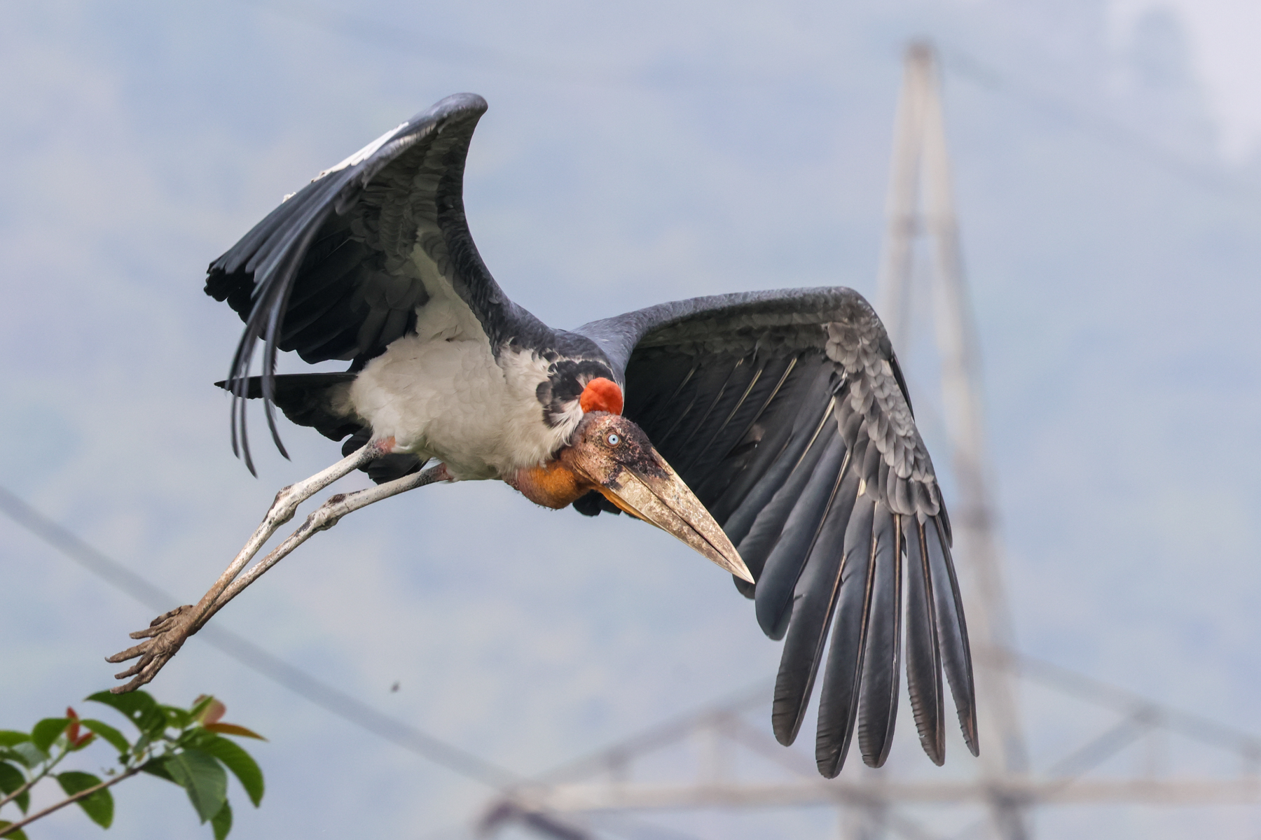 Greater Adjutant (image by Hannu Jännes)