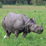 Greater One-horned Rhinoceros (image by Hannu Jännes)