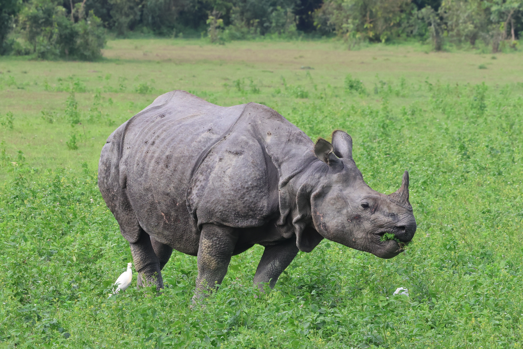 Greater One-horned Rhinoceros (image by Hannu Jännes)