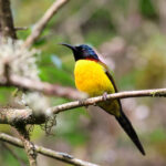 Green-tailed Sunbird (image by Hannu Jännes)