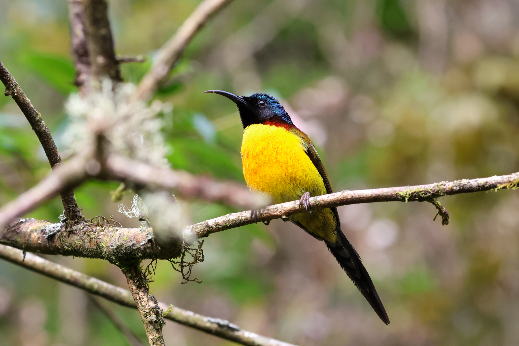 Green-tailed Sunbird (image by Hannu Jännes)
