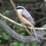 Grey-backed Shrike (image by Hannu Jännes)