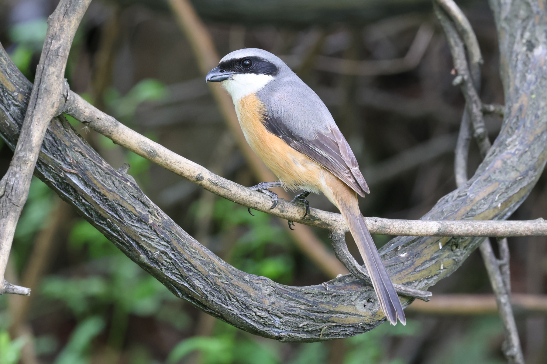 Grey-backed Shrike (image by Hannu Jännes)
