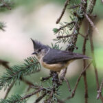 Grey-crested Tit (image by Hannu Jännes)