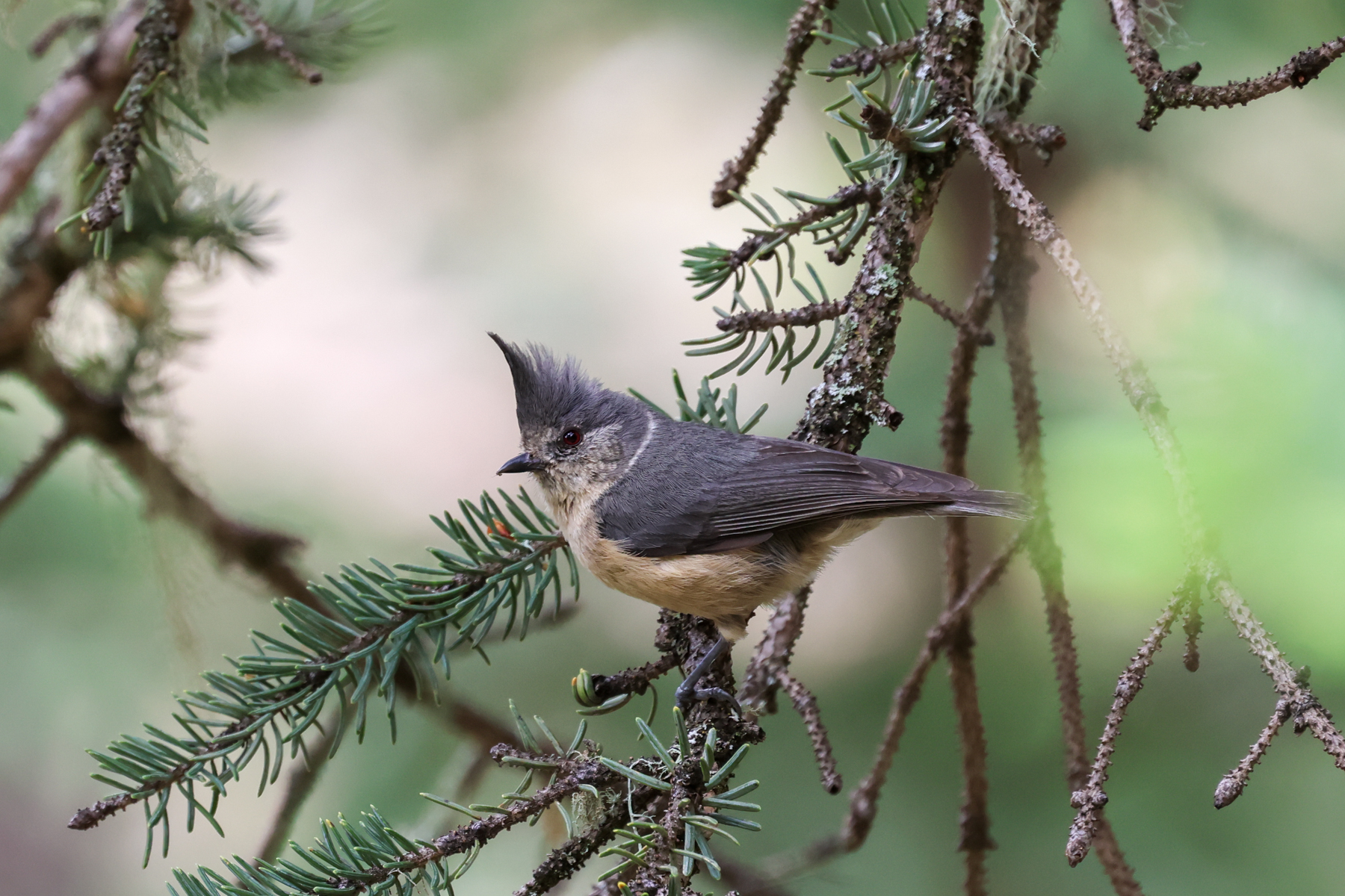 Grey-crested Tit (image by Hannu Jännes)